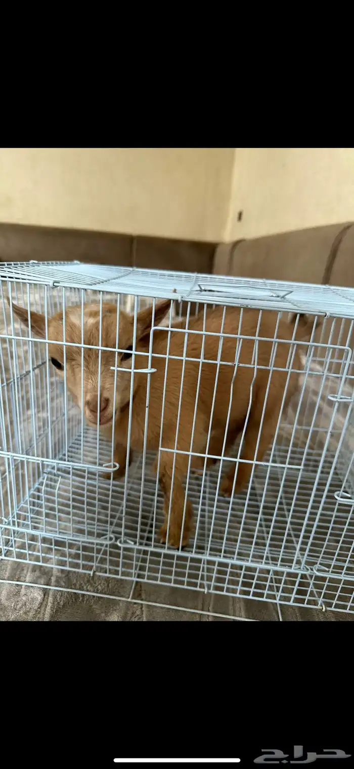 ماعز غزمي تشيكي العمر شهر تقريبأ 0