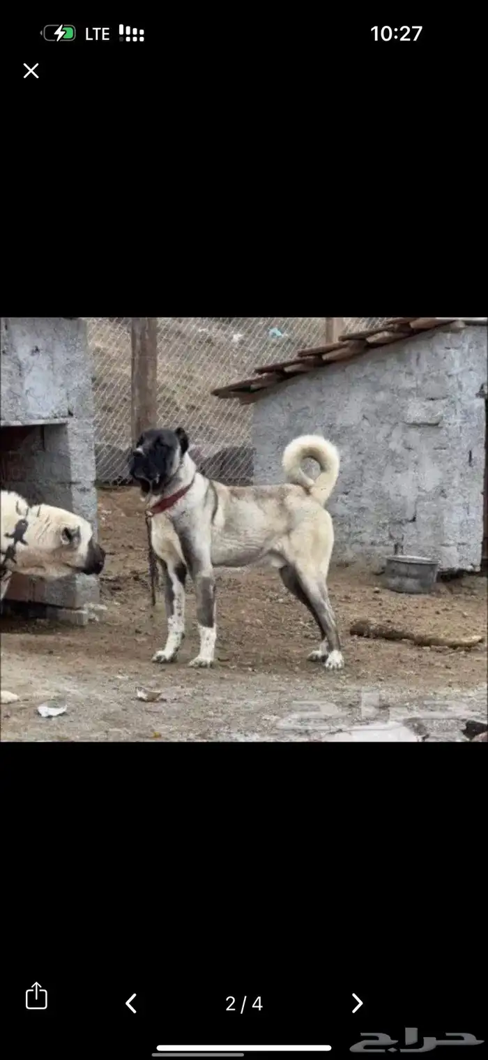 للبيع كلاب جرواي الراعي التركي كنجال 2