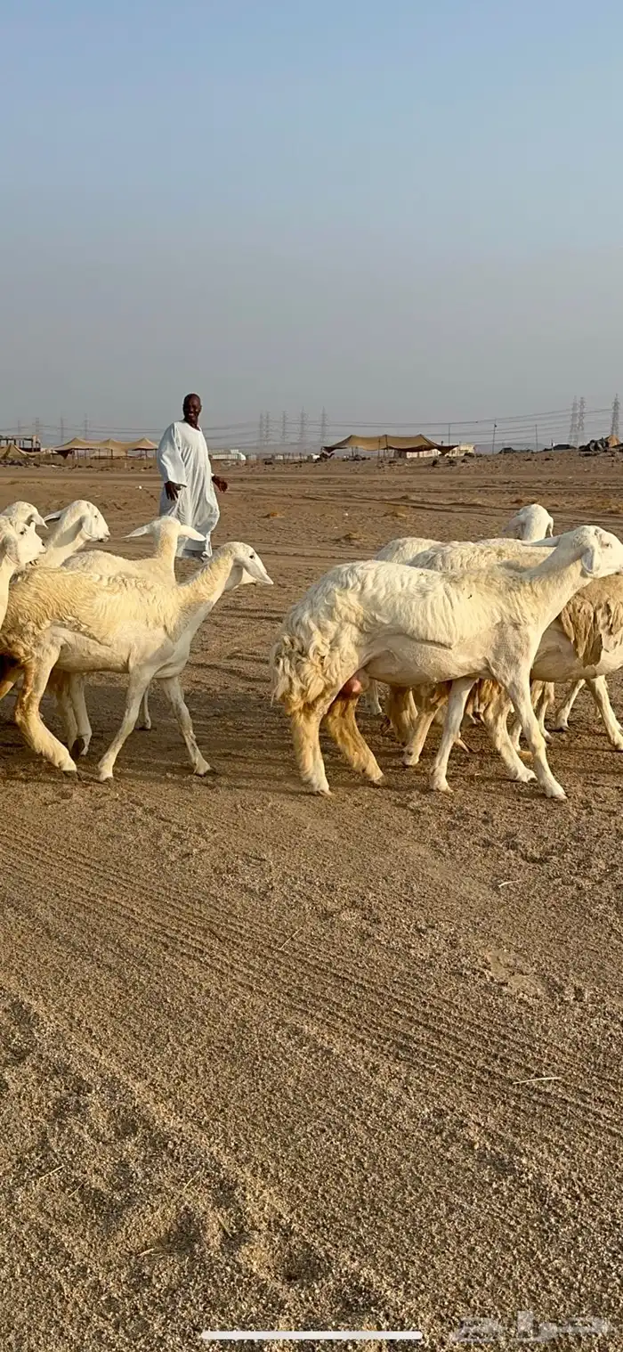 غنم حرية رخال دفيع مراح مقنوي 36 تحتها 1 بلفحل 1