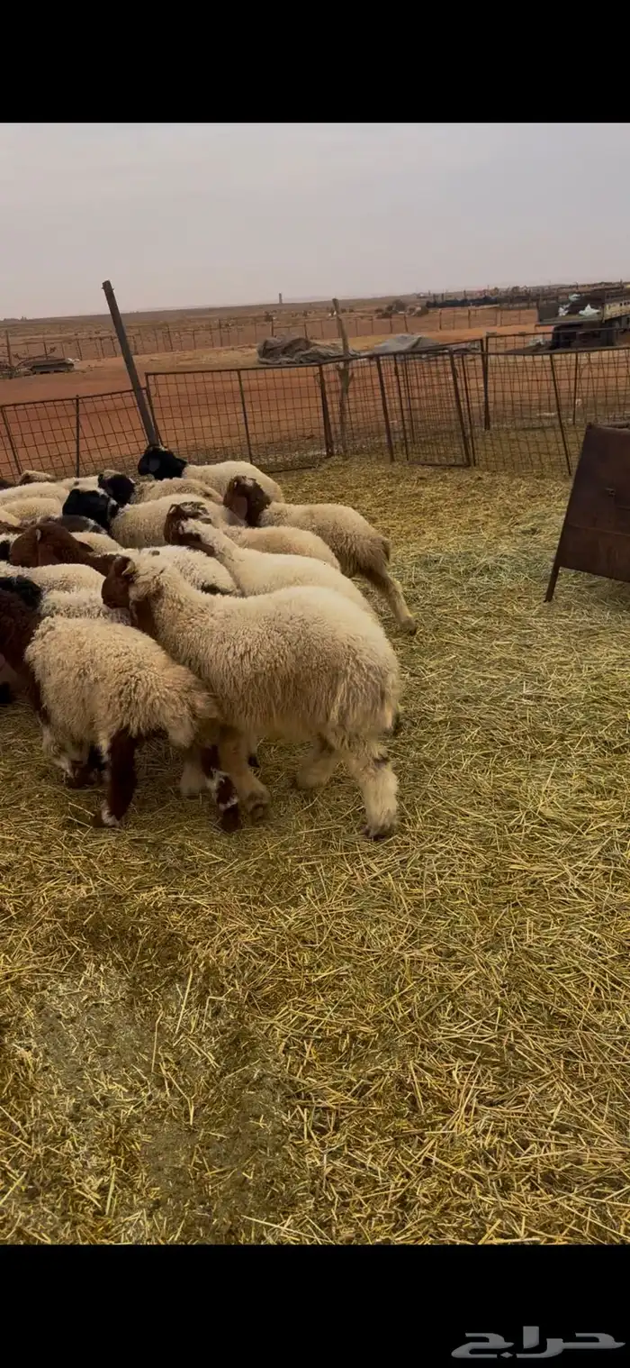 القصيم الاسياح 1