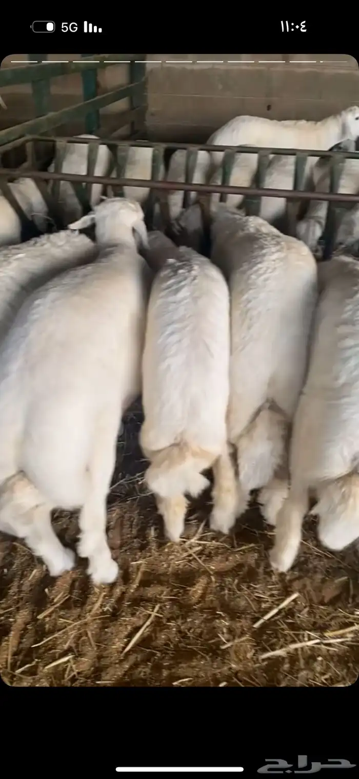 جذعان نعيم وحريات 1