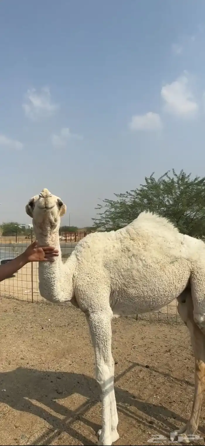 قعود مشروع فحل تمامي على بعير الدويش 0