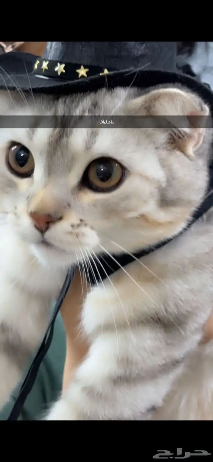 قط سكوتش فولد ذكر 4