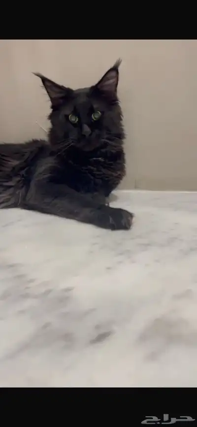 قطط ماين كون العملاقة للبيع باسعار منافسة index