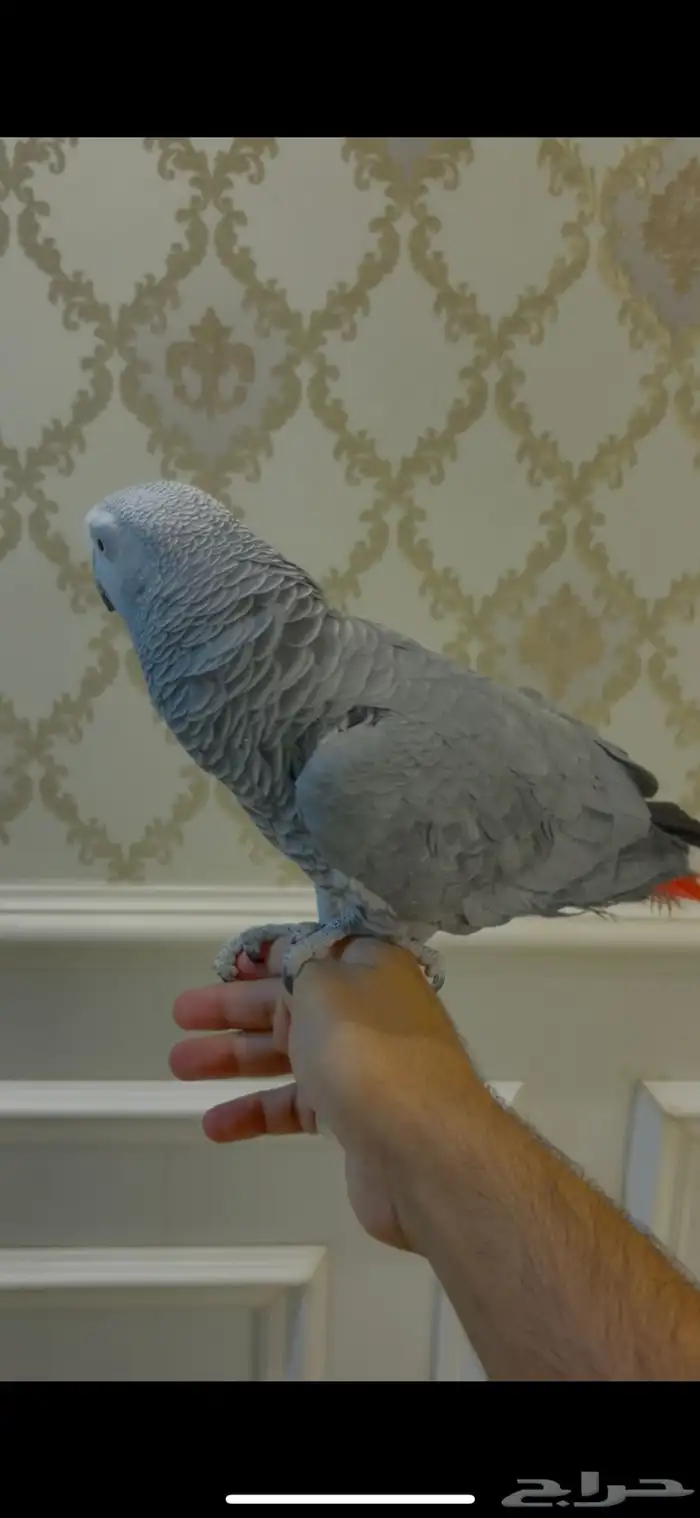 كاسكو اليف متكلم 1