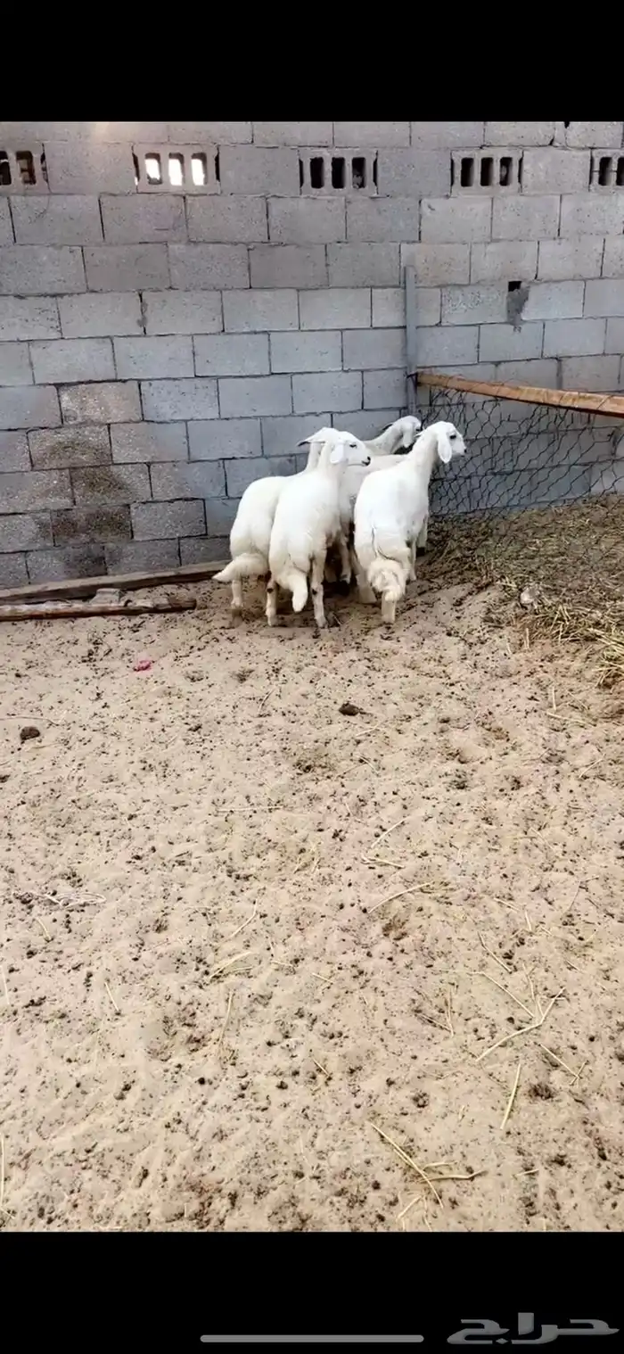 رخال حريات فل الفل 3