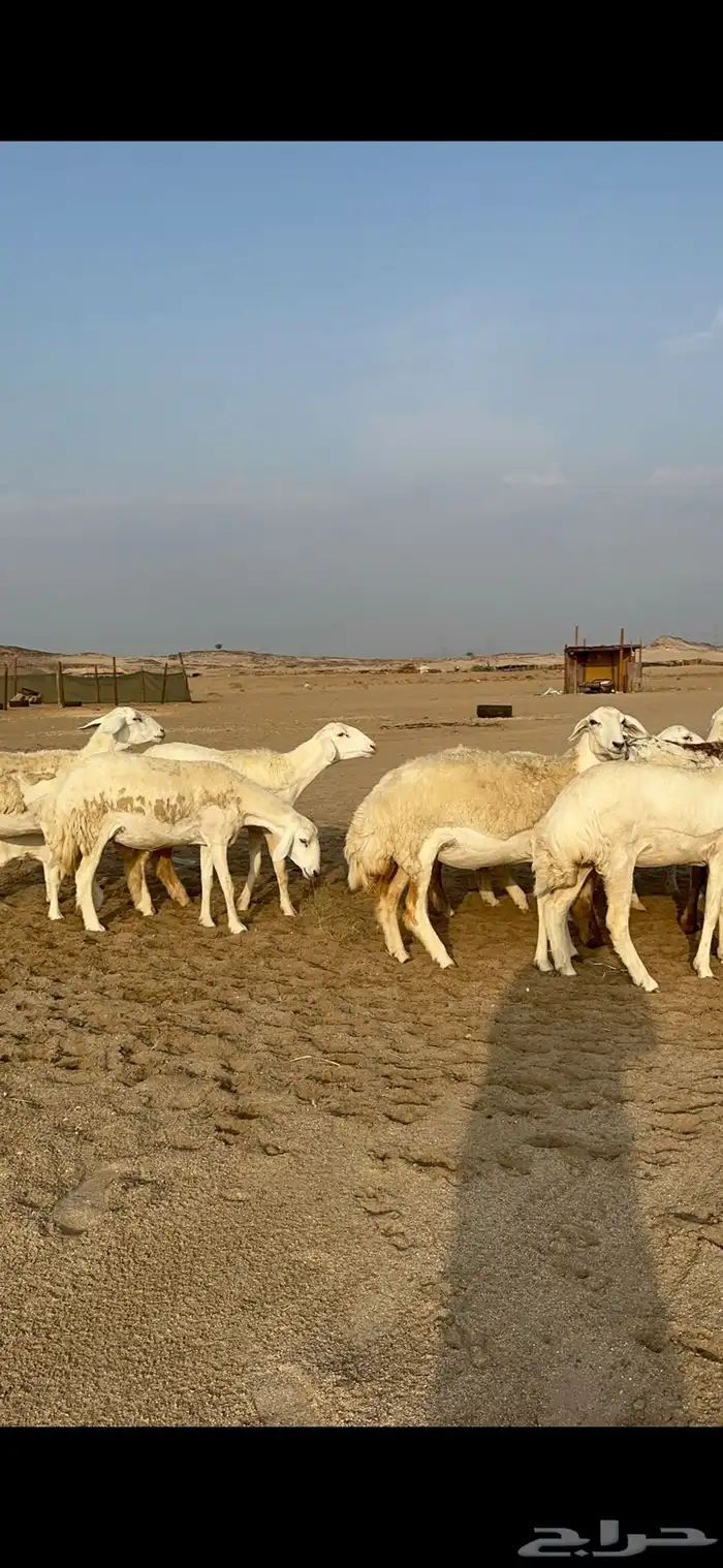 غنم حرية رخال دفيع مراح مقنوي 36 تحتها 1 بلفحل 12