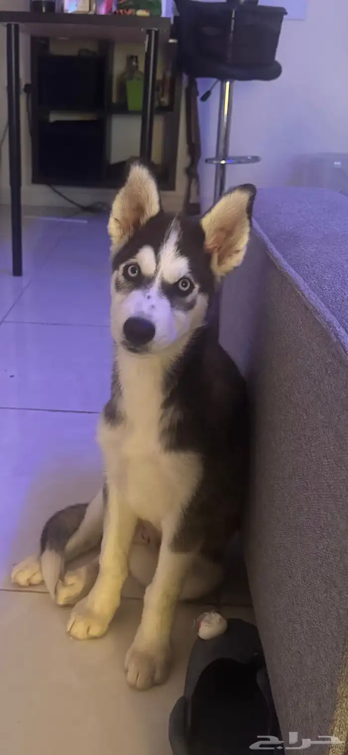 كلب هاسكي للبيع 1