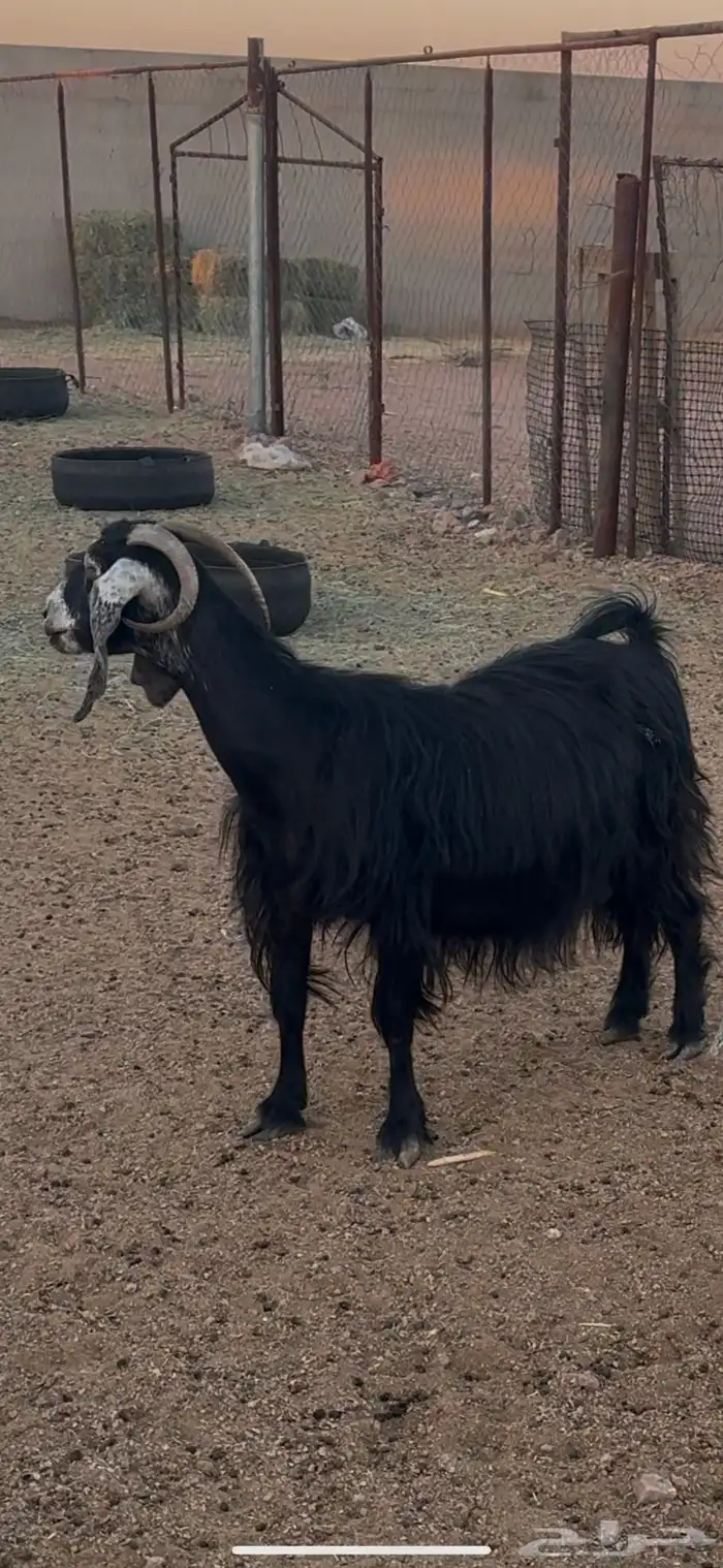 شاه عارضيه عليها عناقين ودافع 1