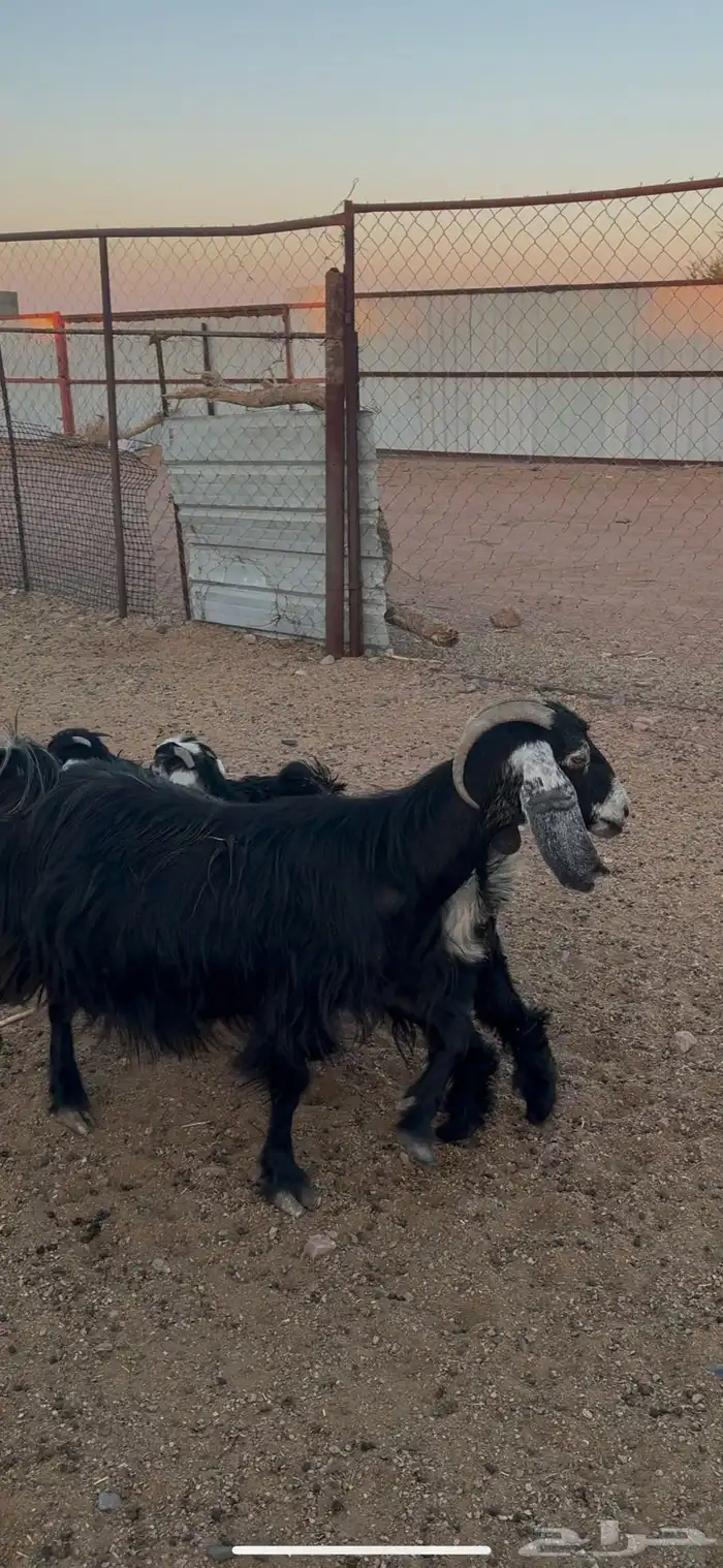 شاه عارضيه عليها عناقين ودافع 0