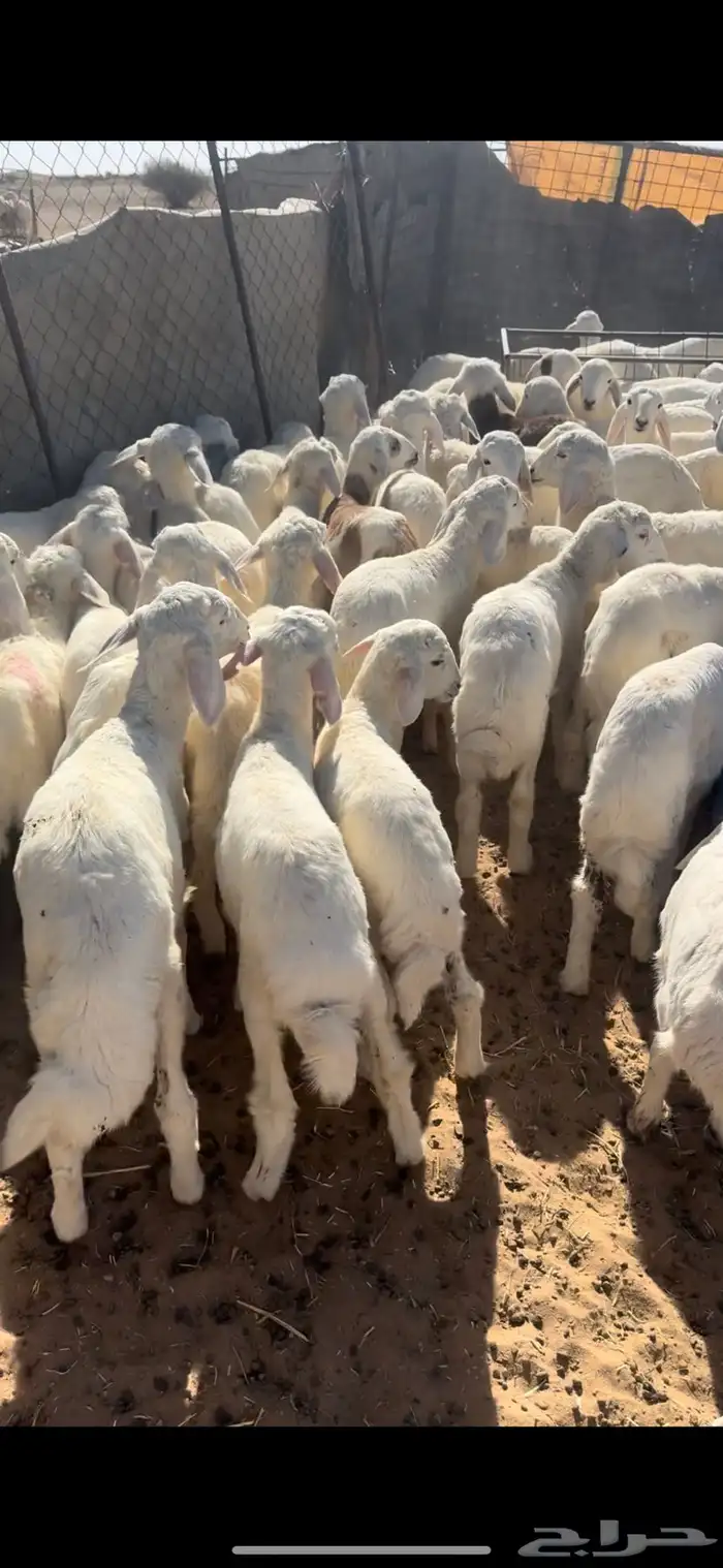 بهم حري السوم 890 2