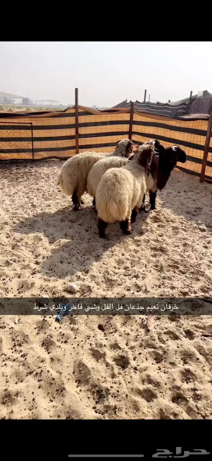 خرفان نعيم جذعان 4