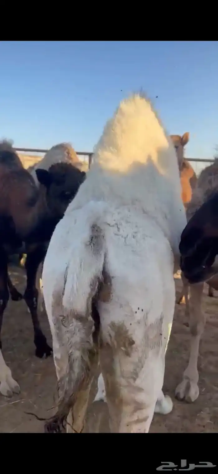 قعود وبكره من تحت اماتها شي كفو وفاخر 4