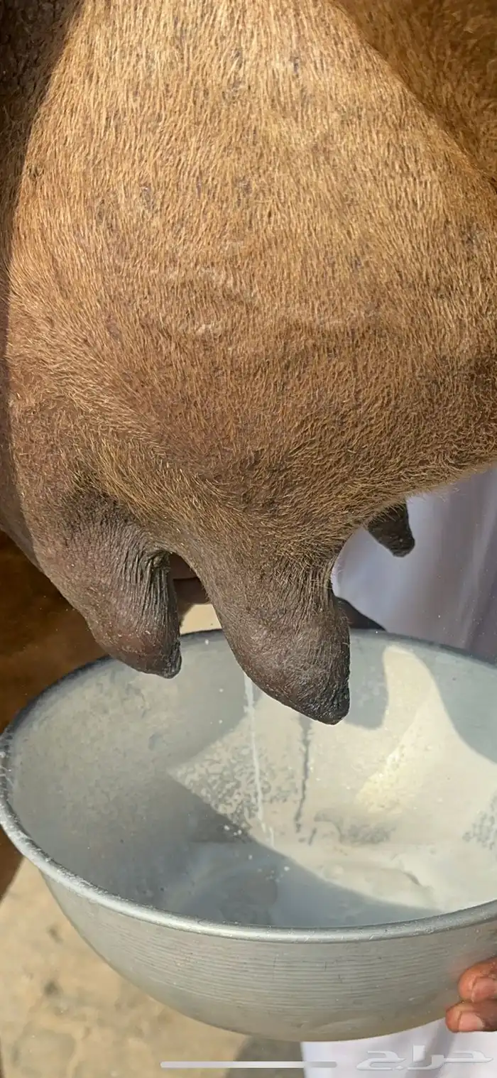 ناقه ساحليه خلفه حلابه تعبي طاستين ام 80 0