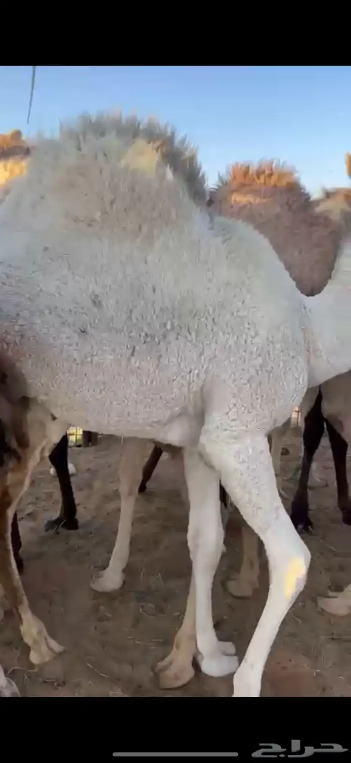 قعود وبكره من تحت اماتها شي كفو وفاخر 1