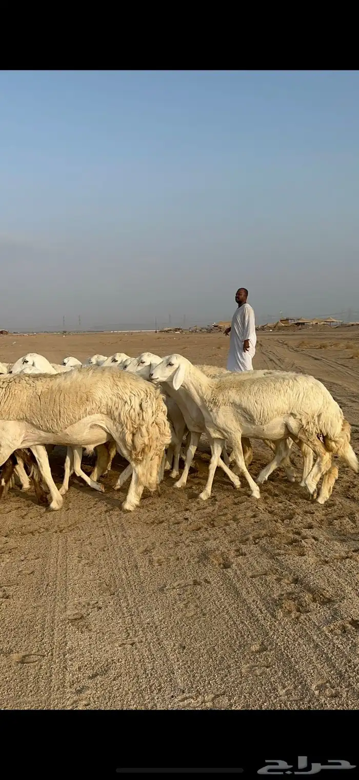 غنم حرية رخال دفيع مراح مقنوي 36 تحتها 1 بلفحل 2