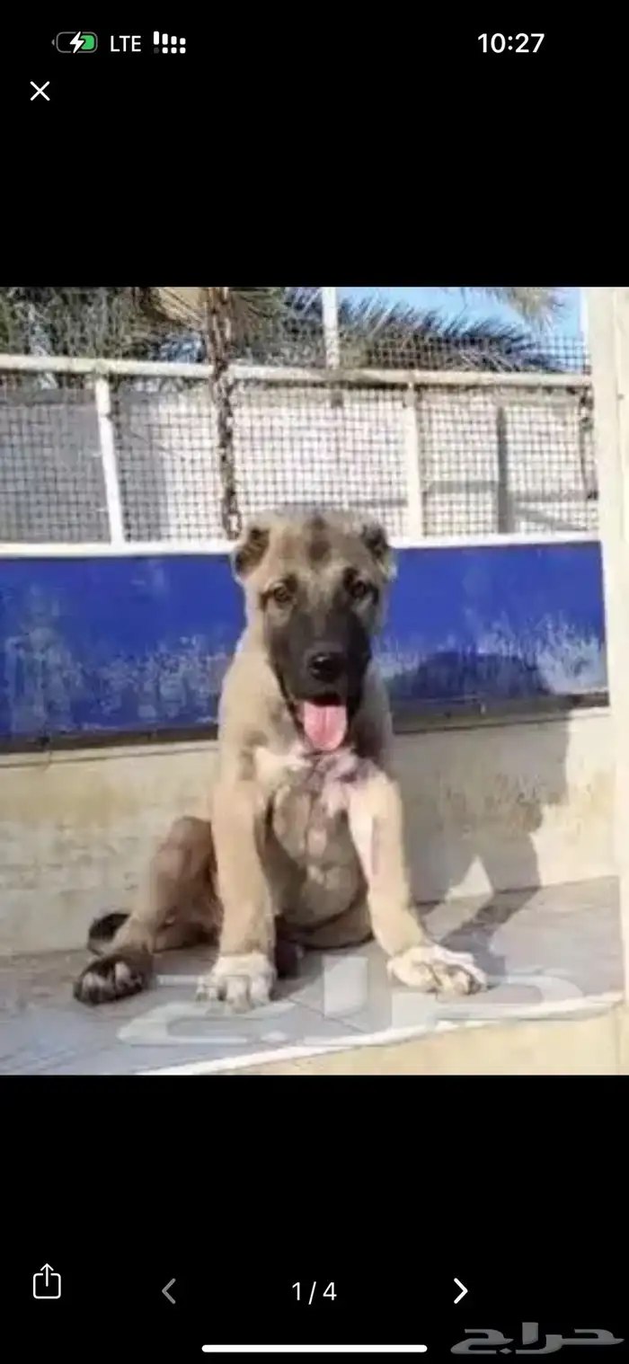 للبيع كلاب جرواي الراعي التركي كنجال 3