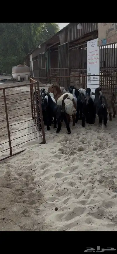 تيوس عارضي بلدي index