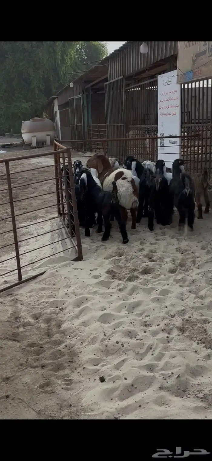 تيوس عارضي بلدي 0