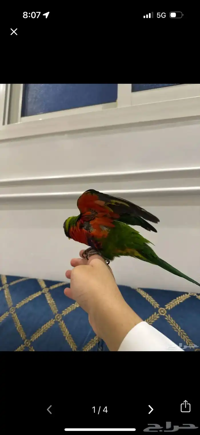 لوري متكلم اليف 2