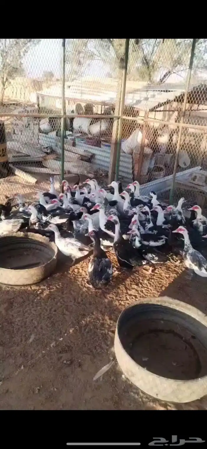 بط بح نظيف للبيع (بريدة) 0