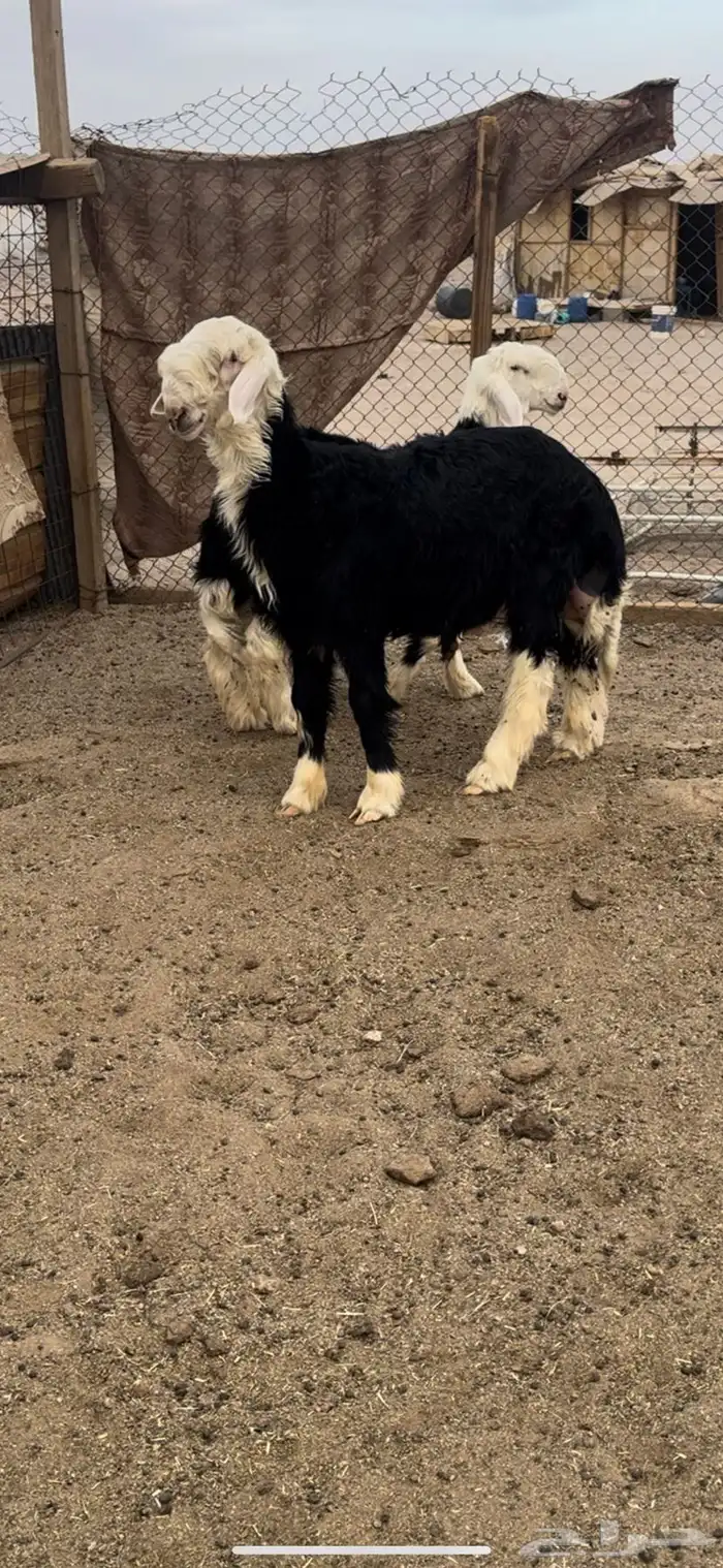 طليان طيبه نجد 1