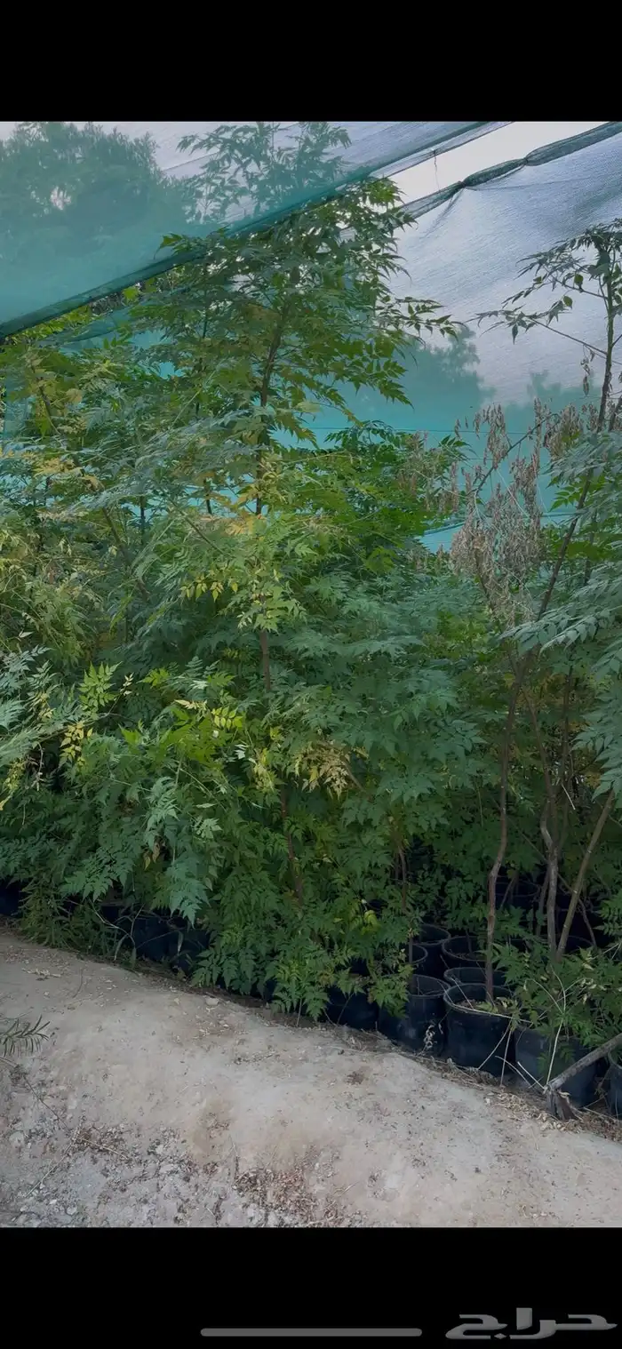 بكج تشجير حدائق 100 شتلة ب 400ريال   عرض تصفية 4