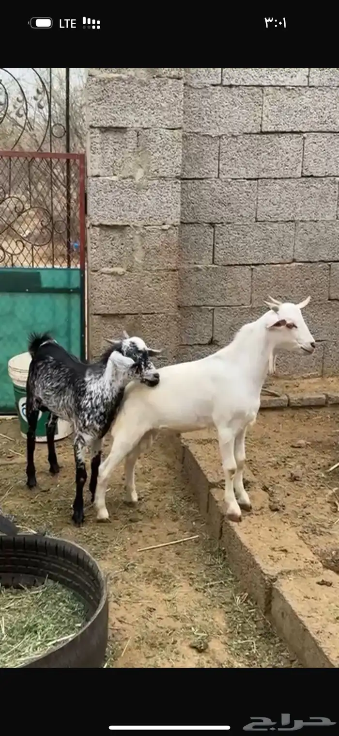 جفرين ذكران 0