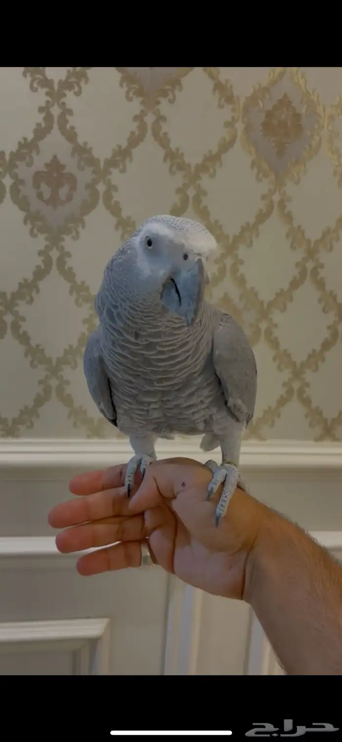 كاسكو اليف متكلم 7