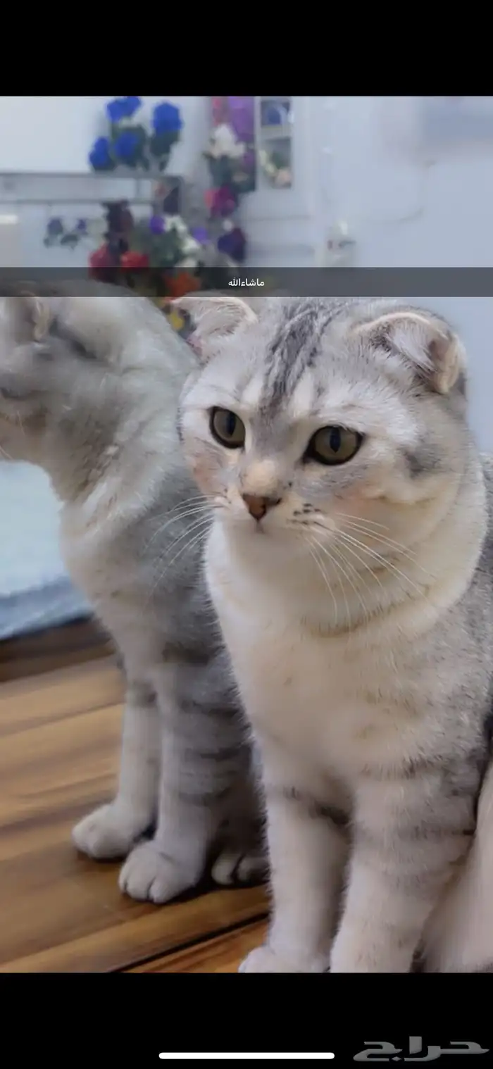 قط سكوتش فولد ذكر 6