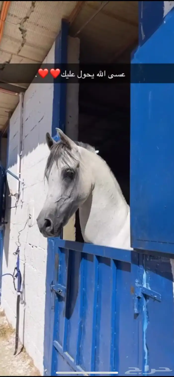 حصان واهو فاخر حفيد غزال الشقب 3