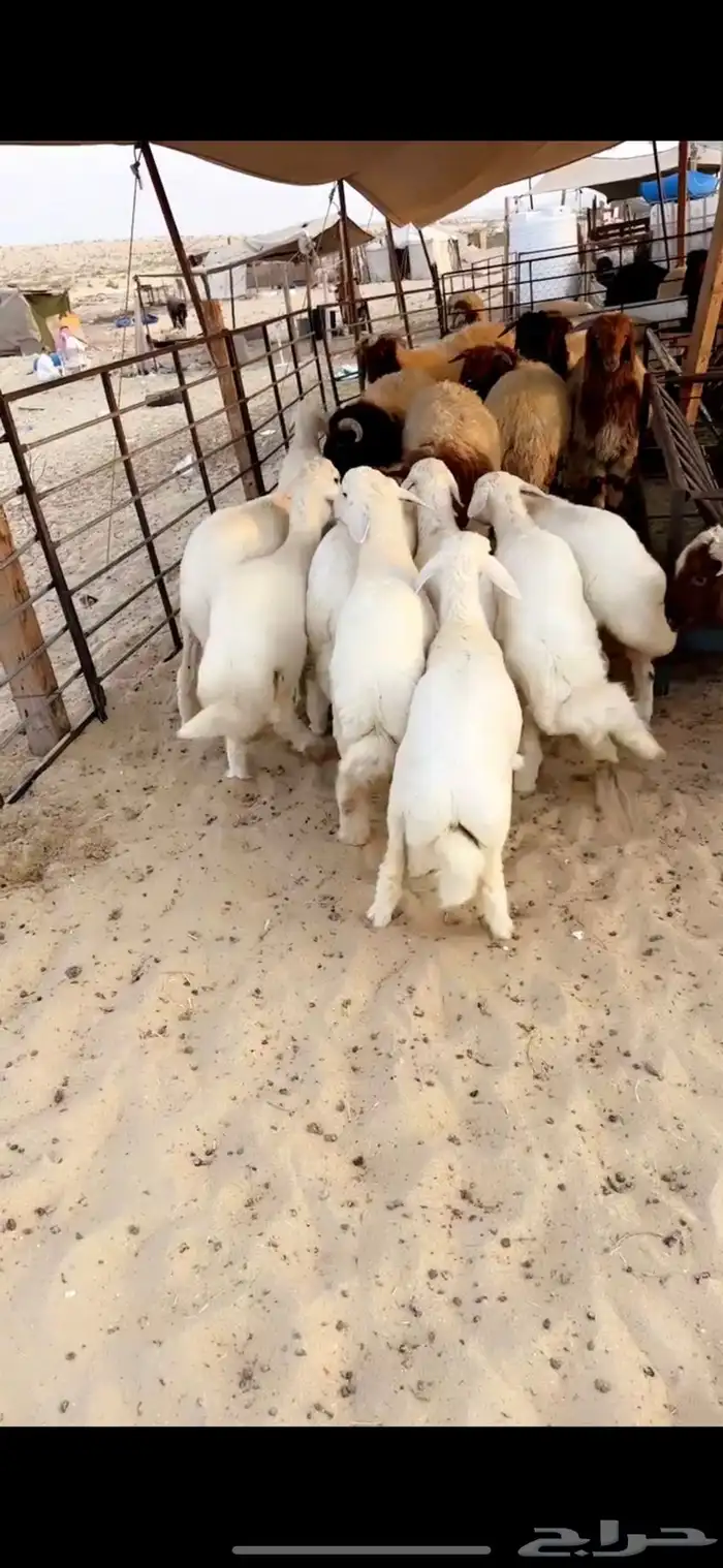 رخال حريات فل الفل 1