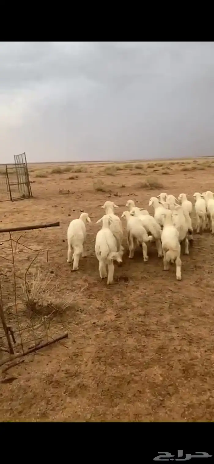 للبيع بهم حري 0