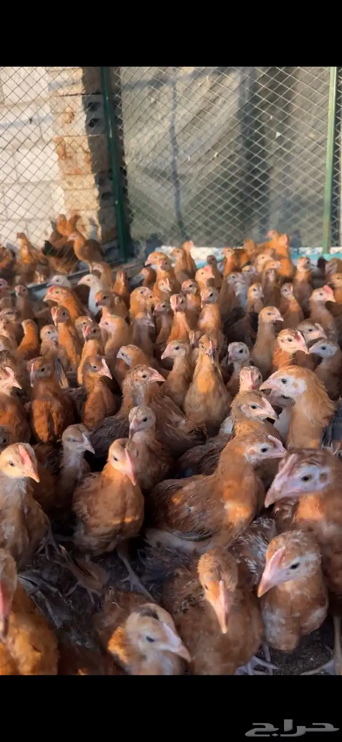 بيض دجاج فرنسي احمر كلومبي بيور ضخم 2