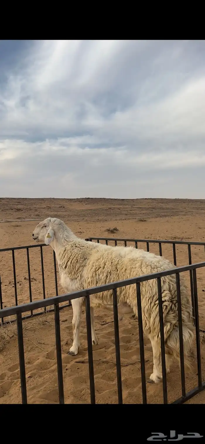 خروف حري صنف مشروط 4