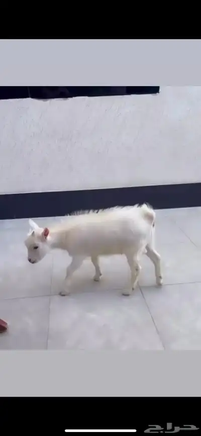 ماعز قزم index