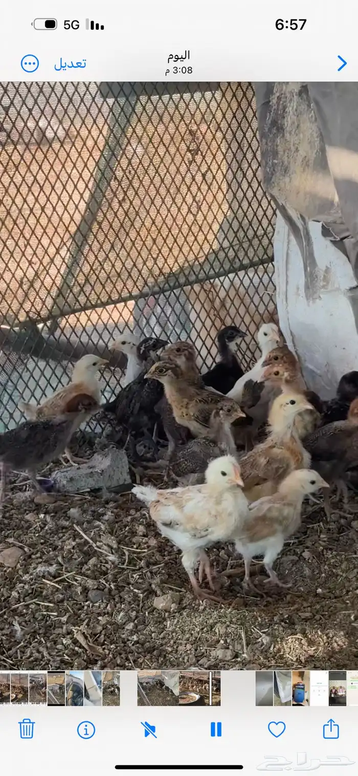 صيصان بلدي 2