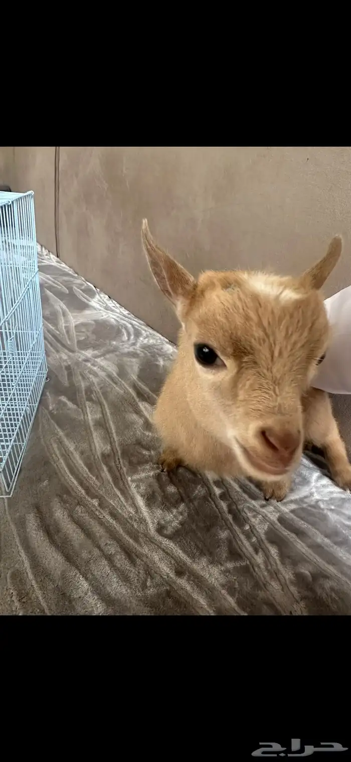 ماعز غزمي تشيكي العمر شهر تقريبأ 1
