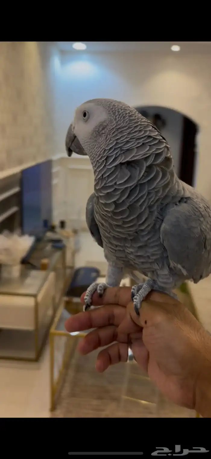 كاسكو اليف متكلم 6