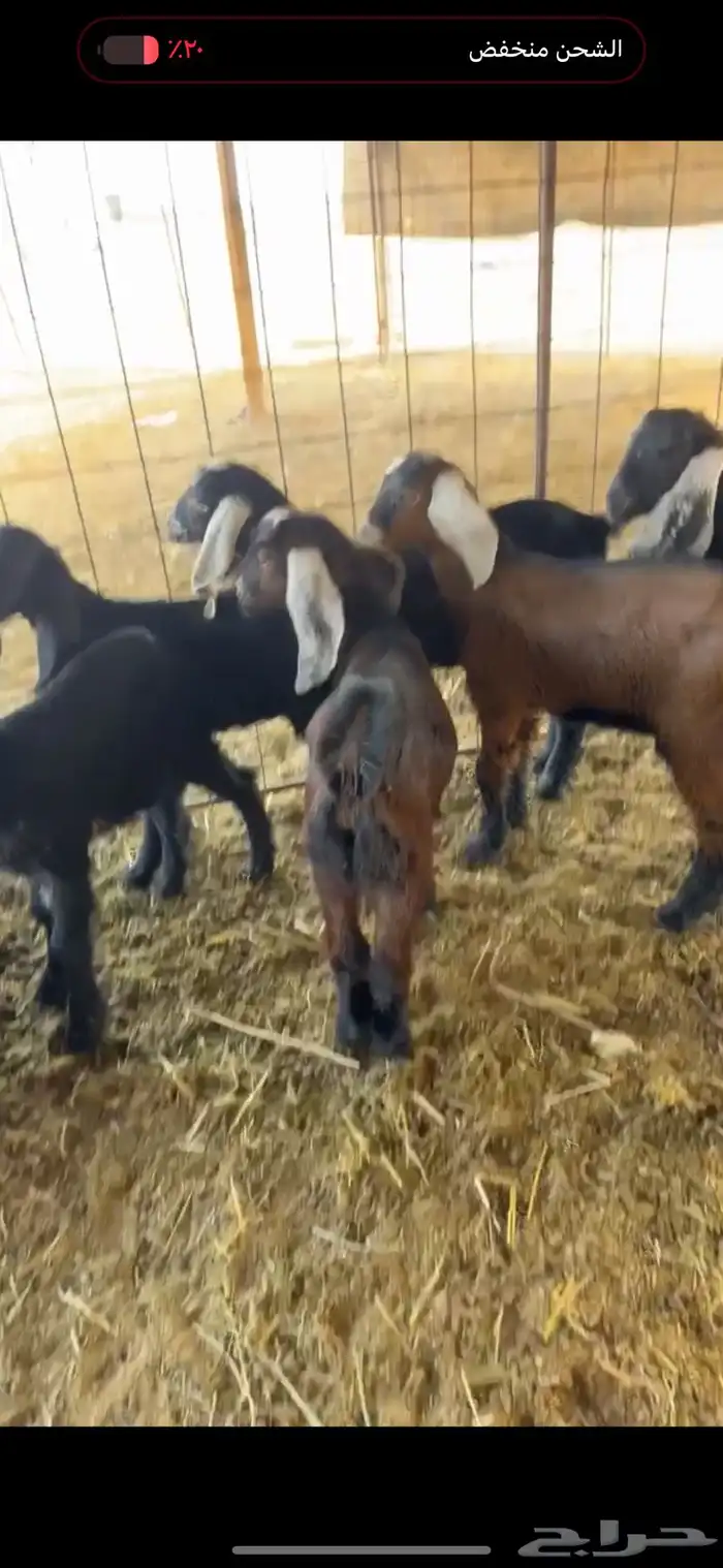 معزاء ولد متاويم 6