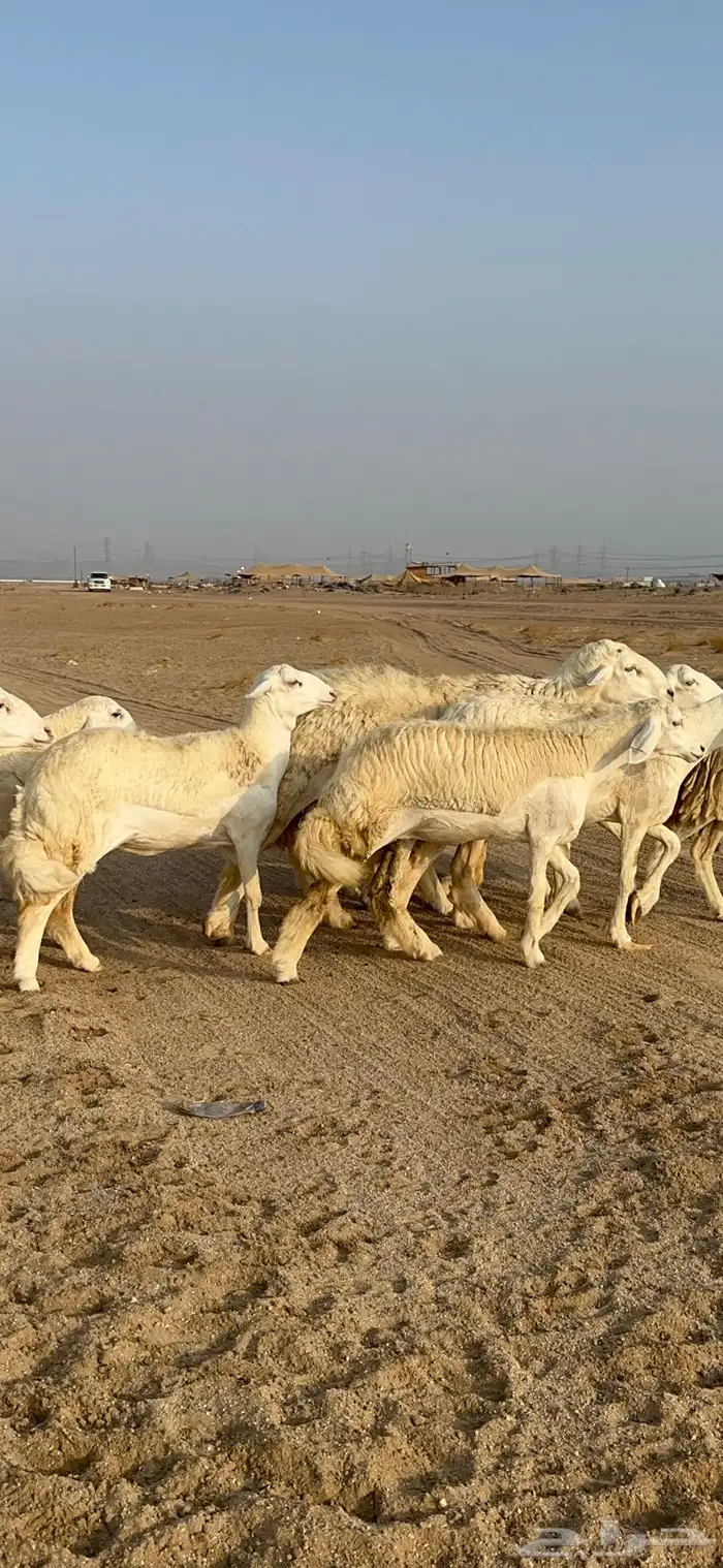 غنم حرية رخال دفيع مراح مقنوي 36 تحتها 1 بلفحل 6