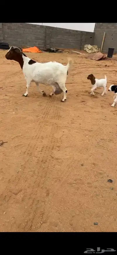 عنز بورقت بيور متوم index