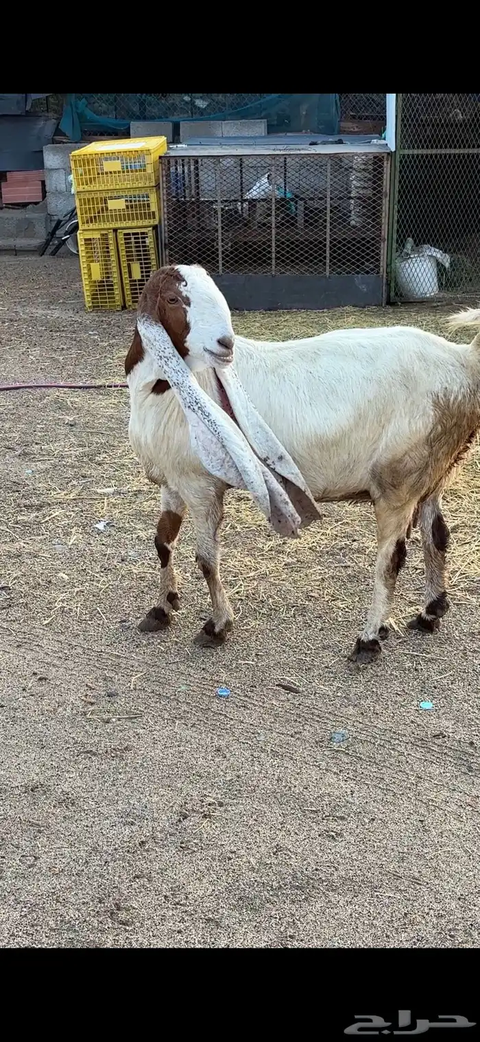 معزا هولنديات فواخر عنز وبنتها 1