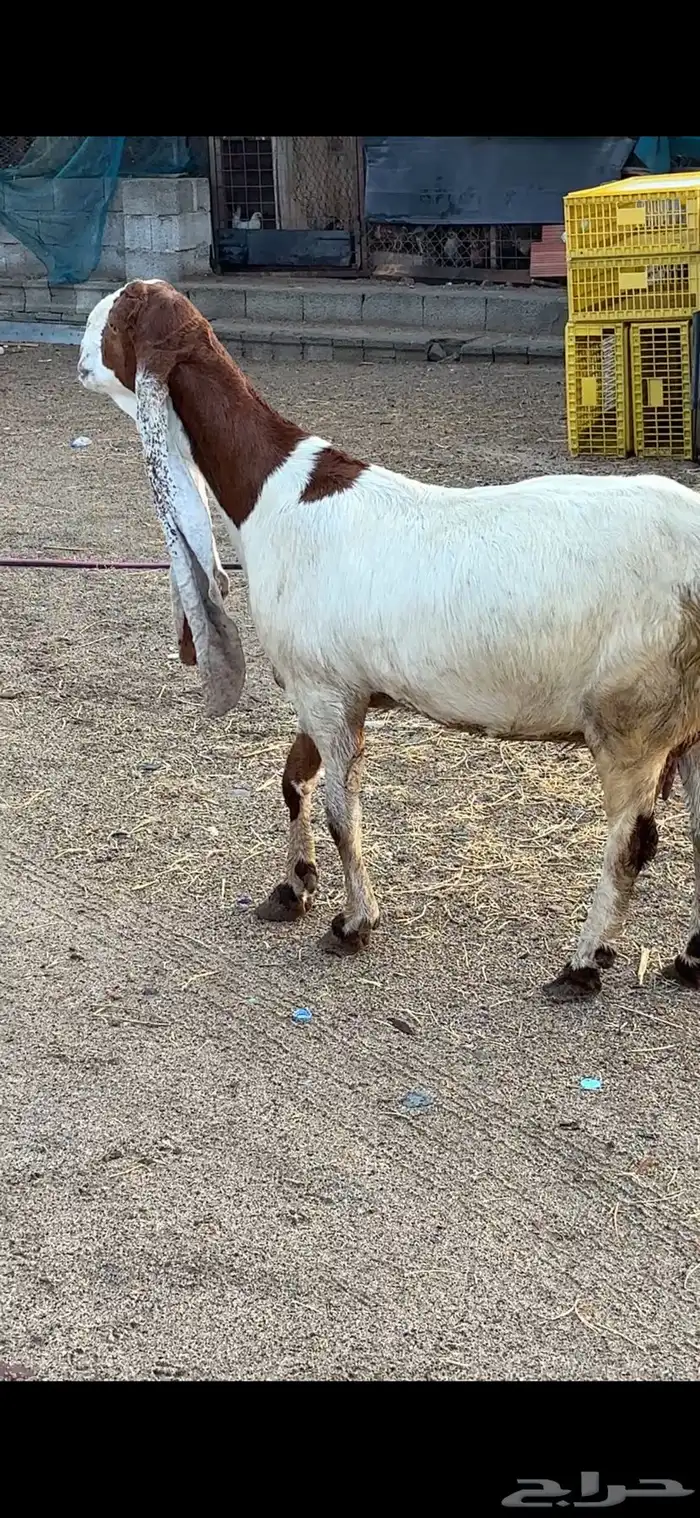 معزا هولنديات فواخر عنز وبنتها 0