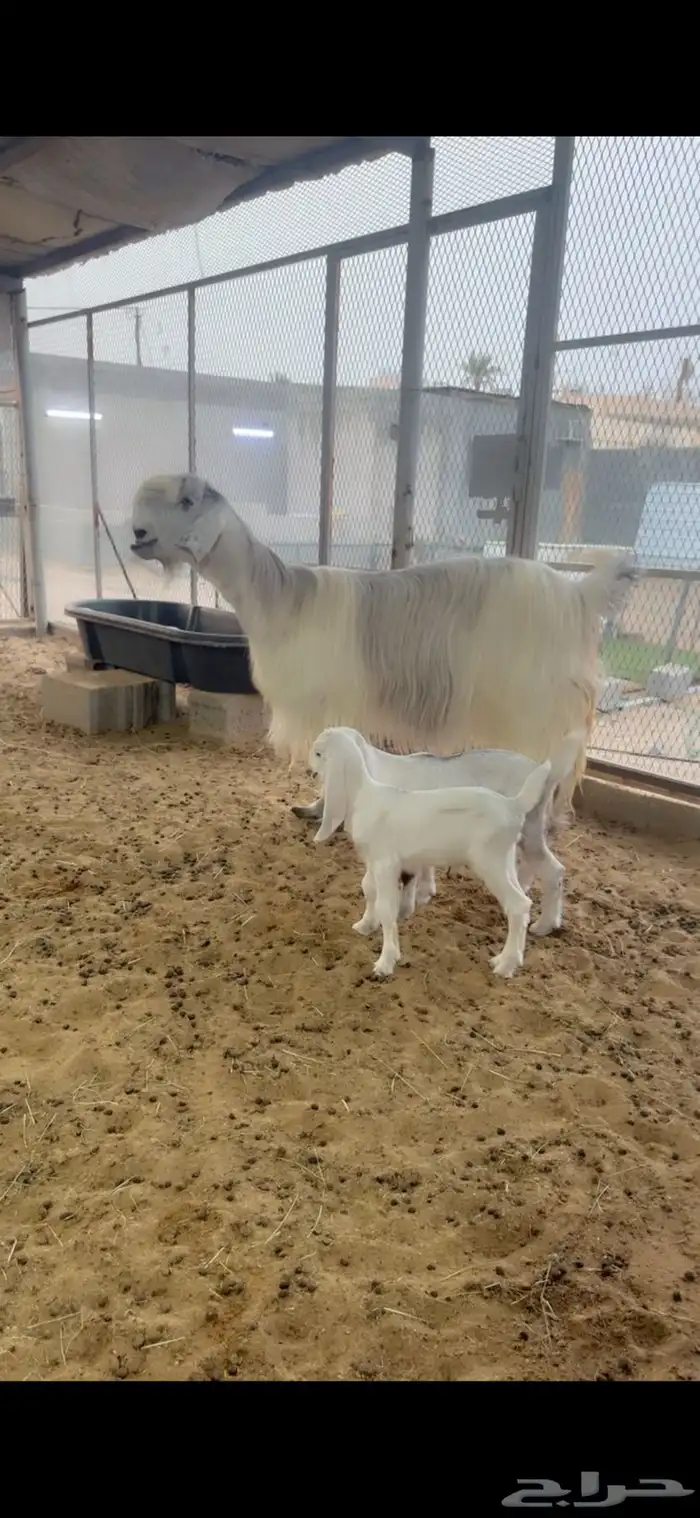 عنز شامية جرم فاخر تحتها اثنين 2