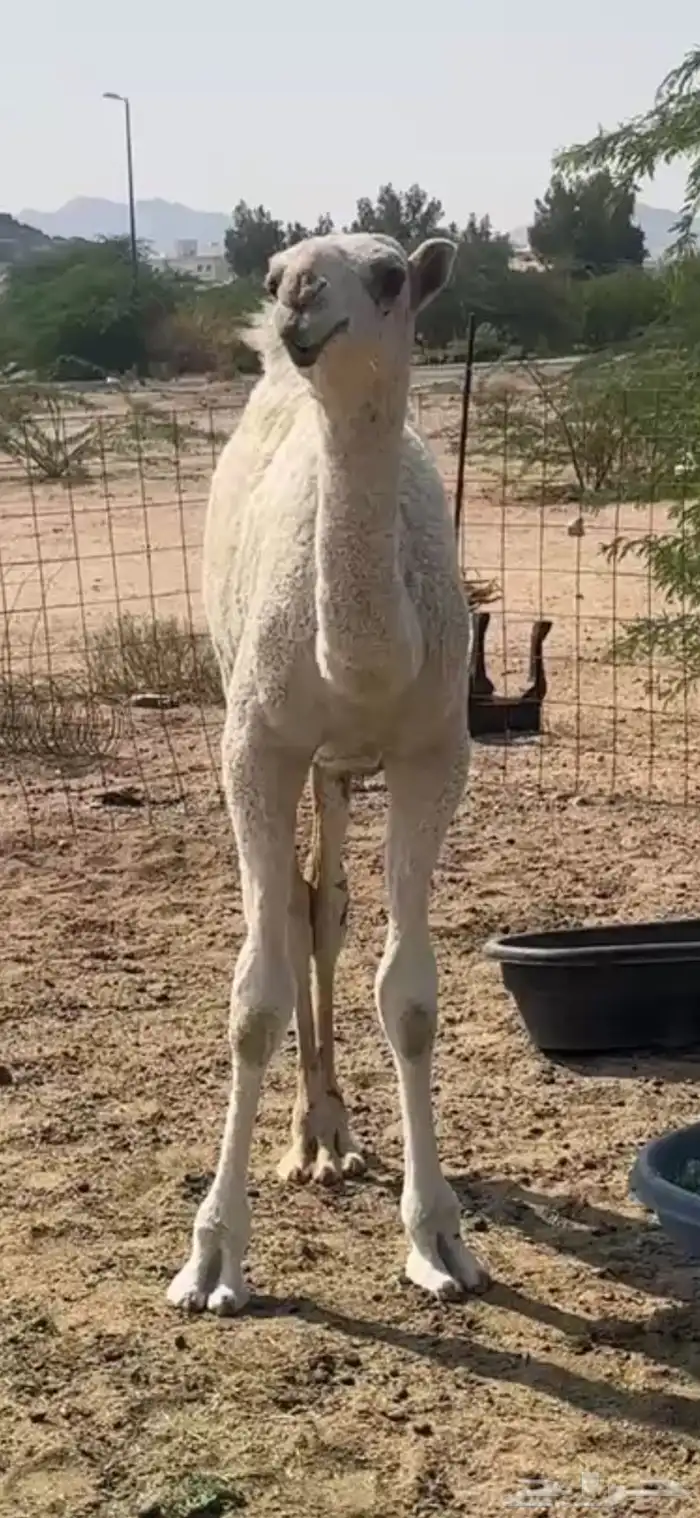 قعود مشروع فحل تمامي على بعير الدويش 1