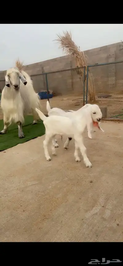 عنز شامية جرم فاخر تحتها اثنين index