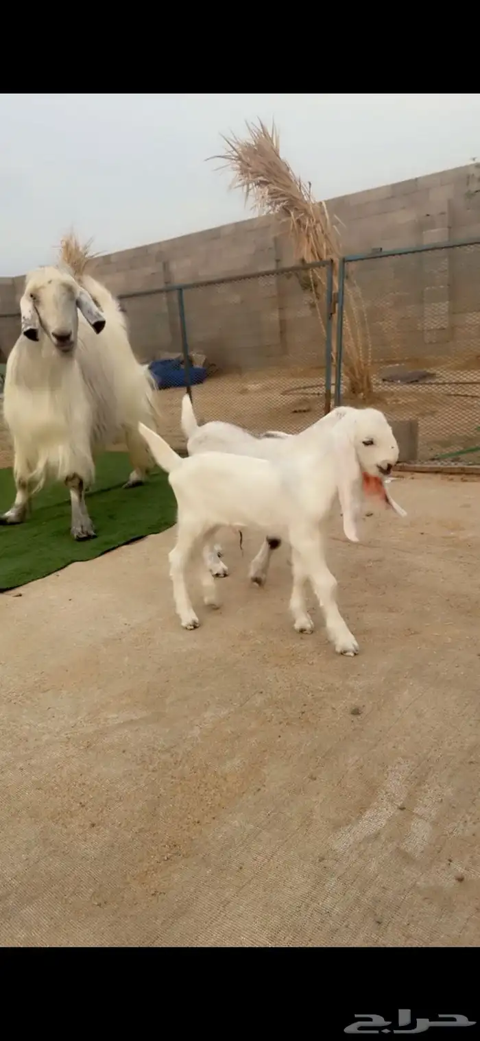 عنز شامية جرم فاخر تحتها اثنين 0