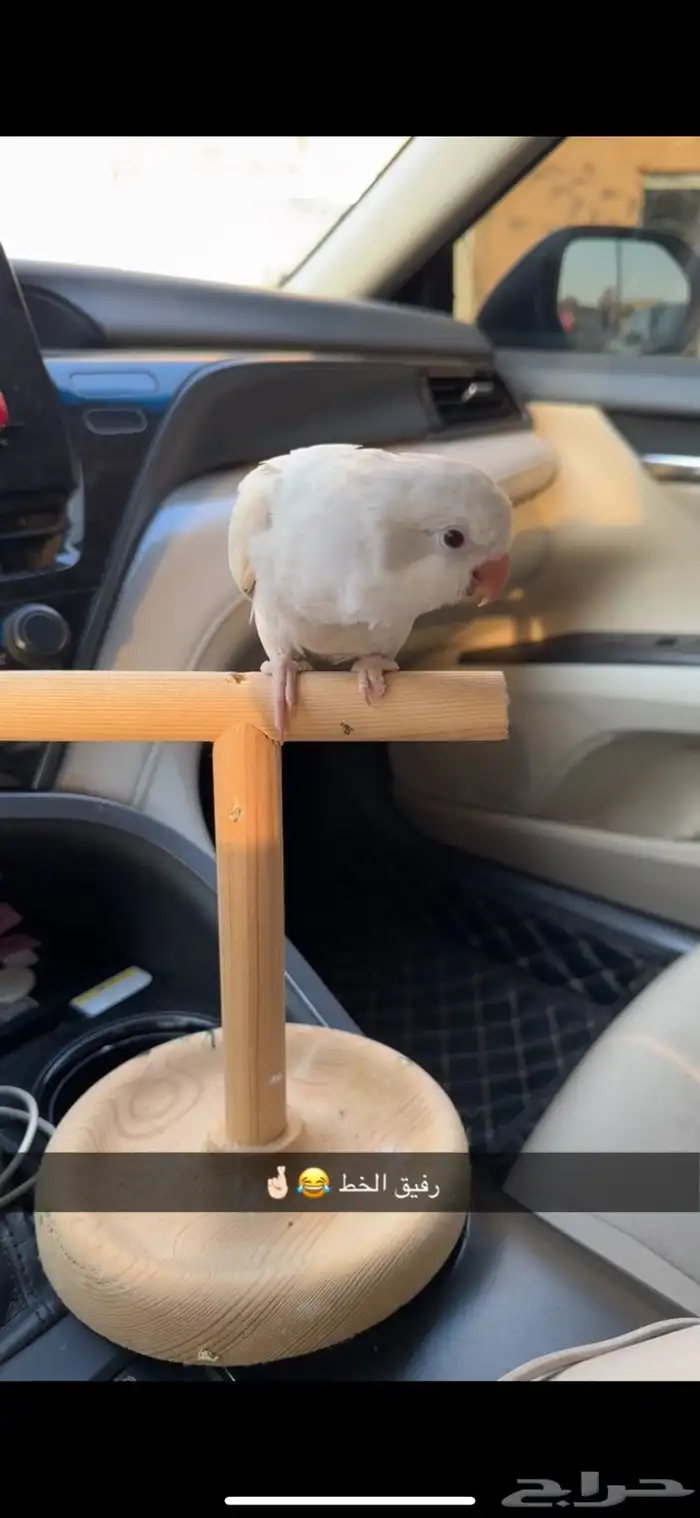 كويكر دايلوت للبيع 1