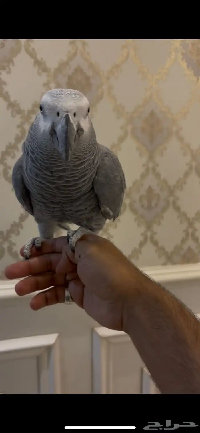 كاسكو اليف متكلم 5